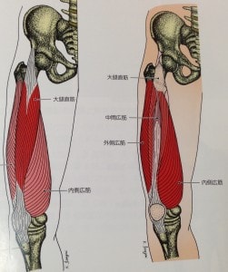 大腿四頭筋