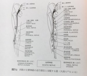 坐骨神経