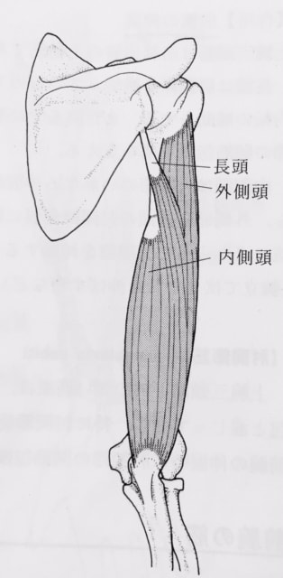 整体ストレッチ　上腕三頭筋１