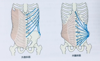 整体ストレッチ　腹斜筋１