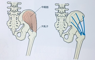 整体ストレッチ　中殿筋３