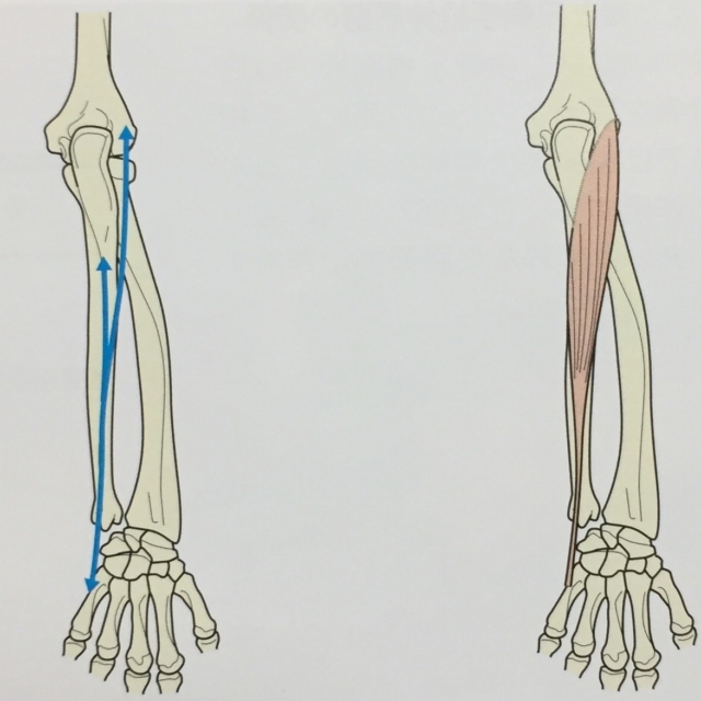 整体ストレッチ　尺側手根伸筋１