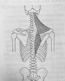 整体トレーニング　肩甲骨伸展２