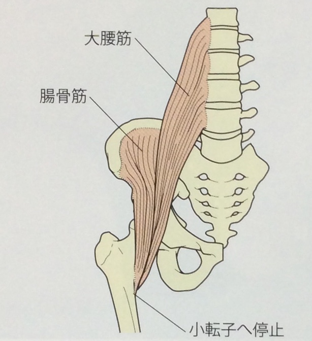 整体ストレッチ　腸腰筋２