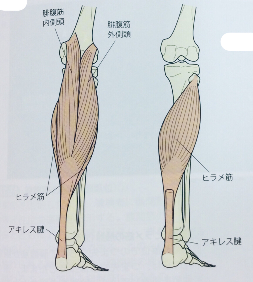 整体ストレッチ　下腿三頭筋１