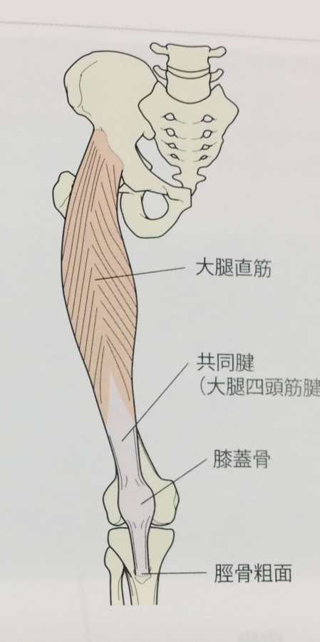 整体ストレッチ　大腿四頭筋１