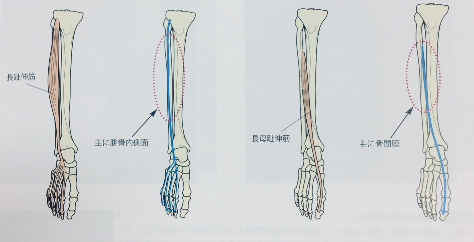 整体ストレッチ　足の指３