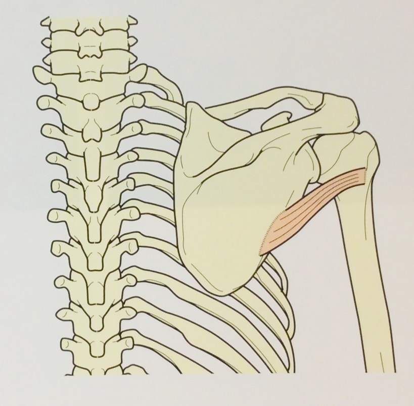 整体ストレッチ　小円筋１