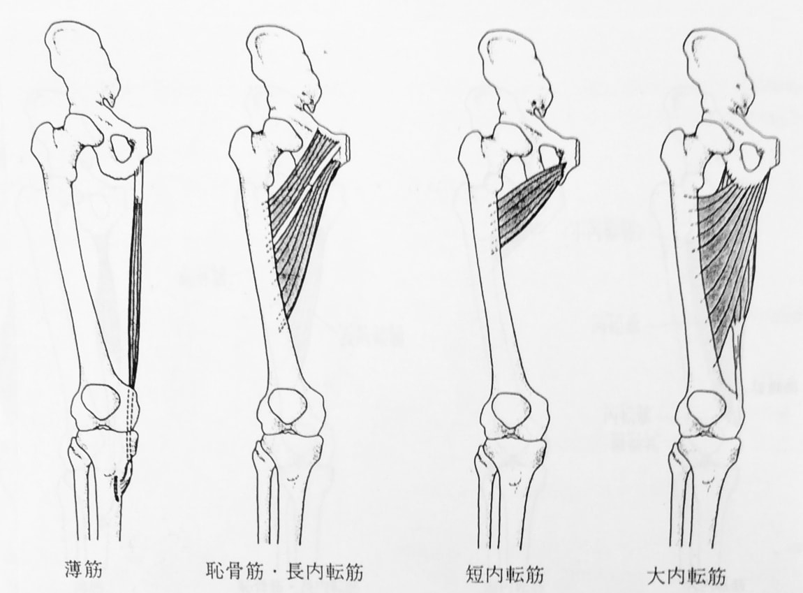 整体ストレッチ　股関節内転筋１