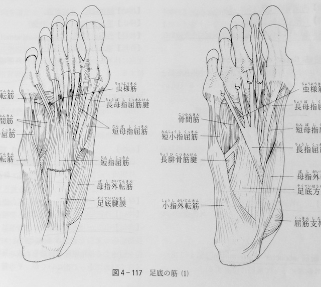 整体ストレッチ　足趾屈筋群２